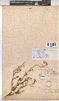 Hermannia modesta image