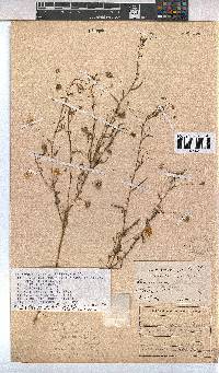 Hermannia modesta image