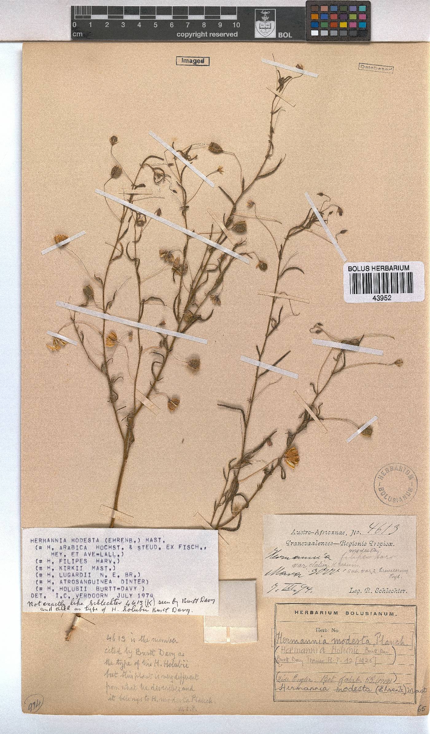 Hermannia modesta image