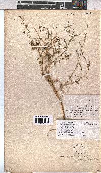 Hermannia modesta image