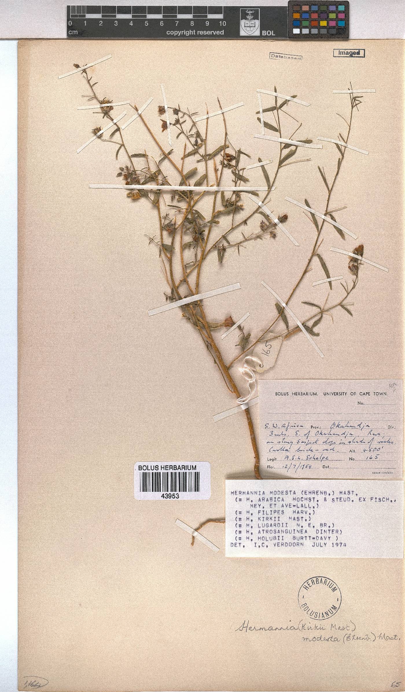 Hermannia modesta image