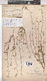 Hermannia modesta image