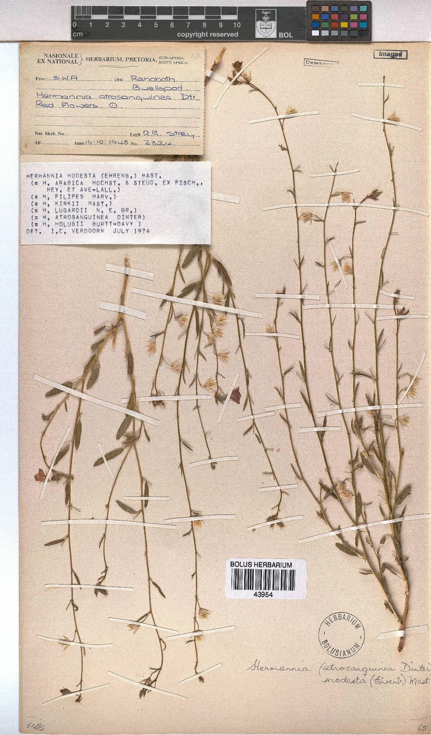Hermannia modesta image