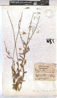 Hermannia modesta image