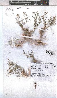 Hermannia spinosa image