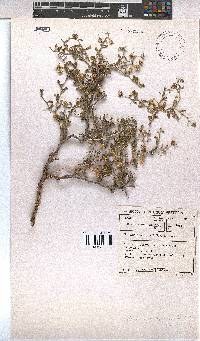 Hermannia spinosa image