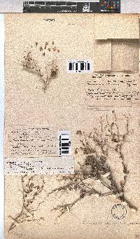 Hermannia spinosa image