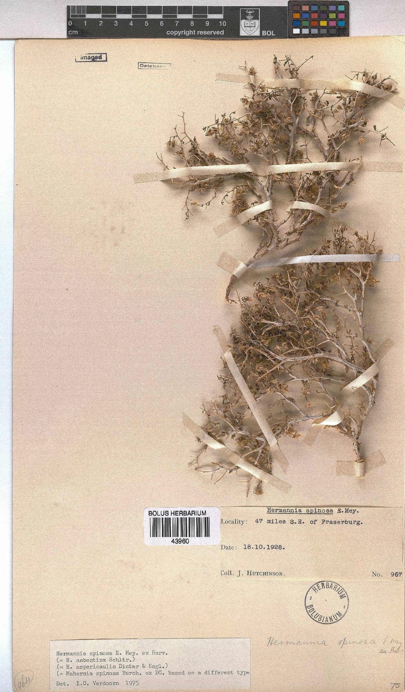 Hermannia spinosa image