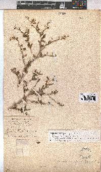 Hermannia spinosa image
