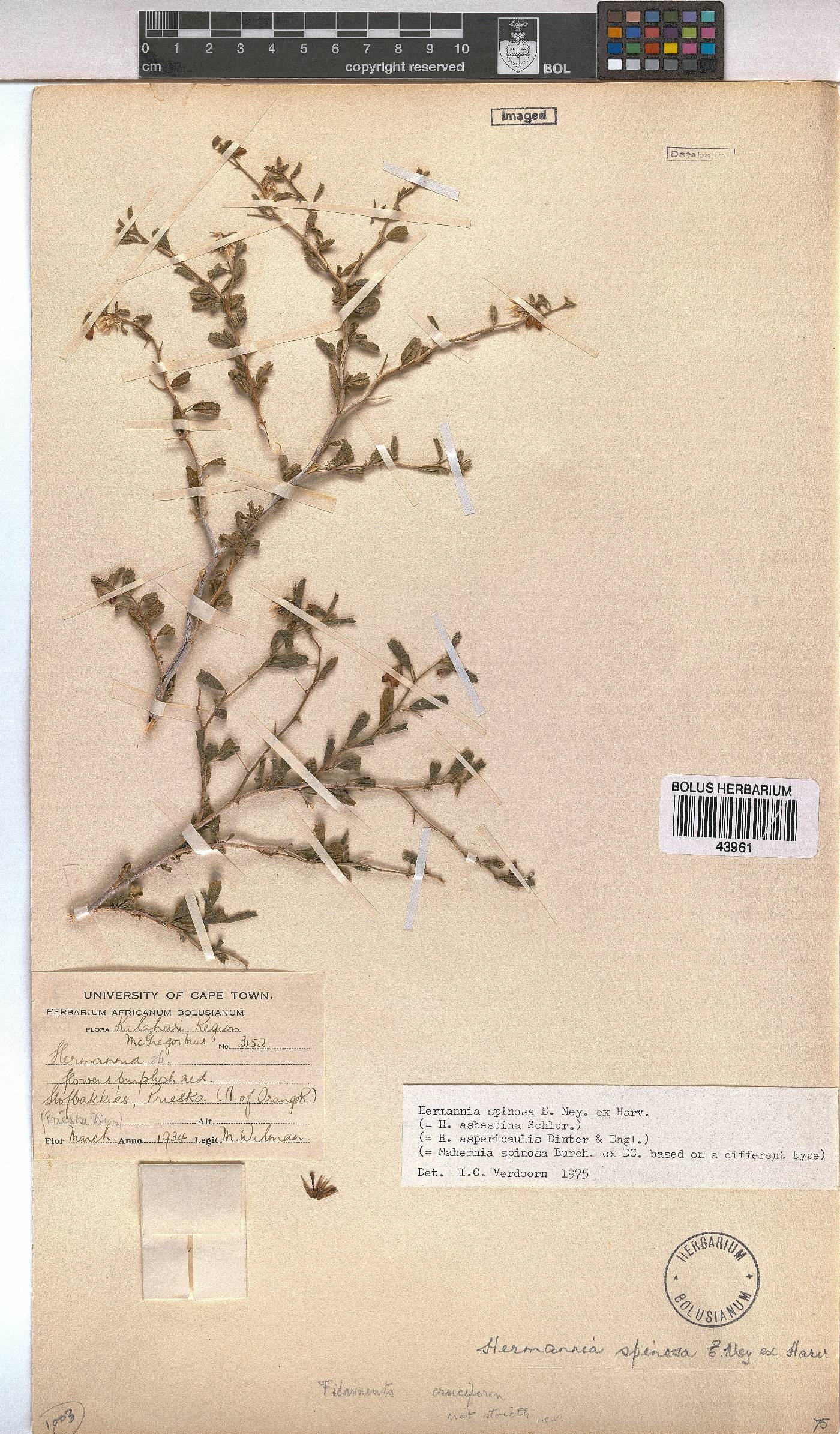 Hermannia spinosa image