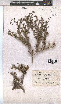 Hermannia spinosa image