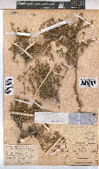 Hermannia spinosa image