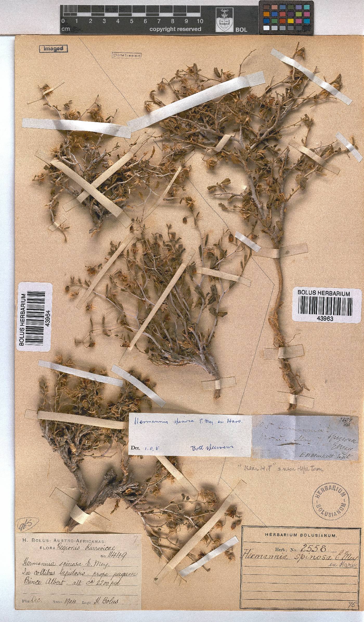 Hermannia spinosa image