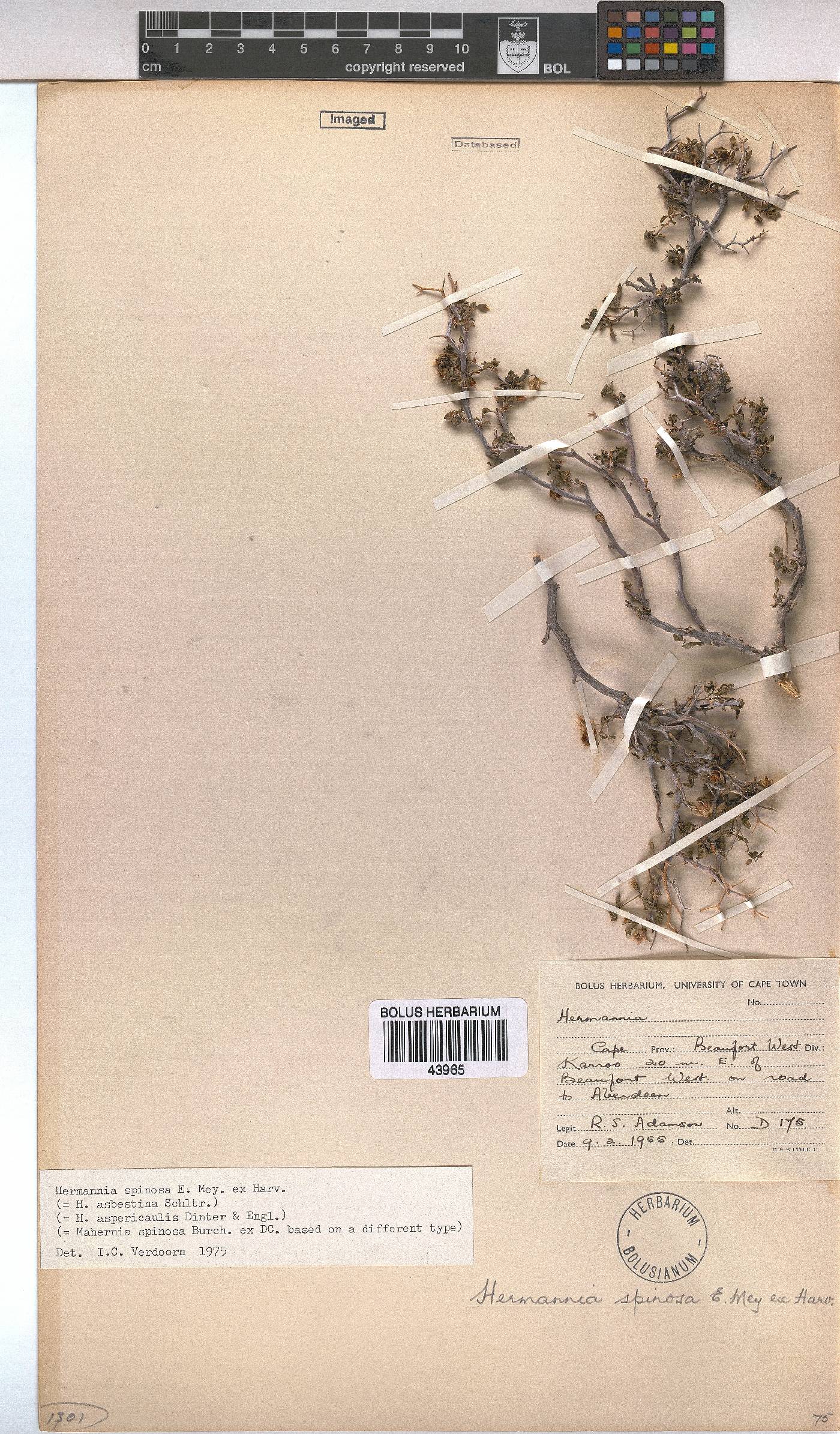 Hermannia spinosa image