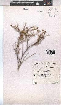 Hermannia spinosa image