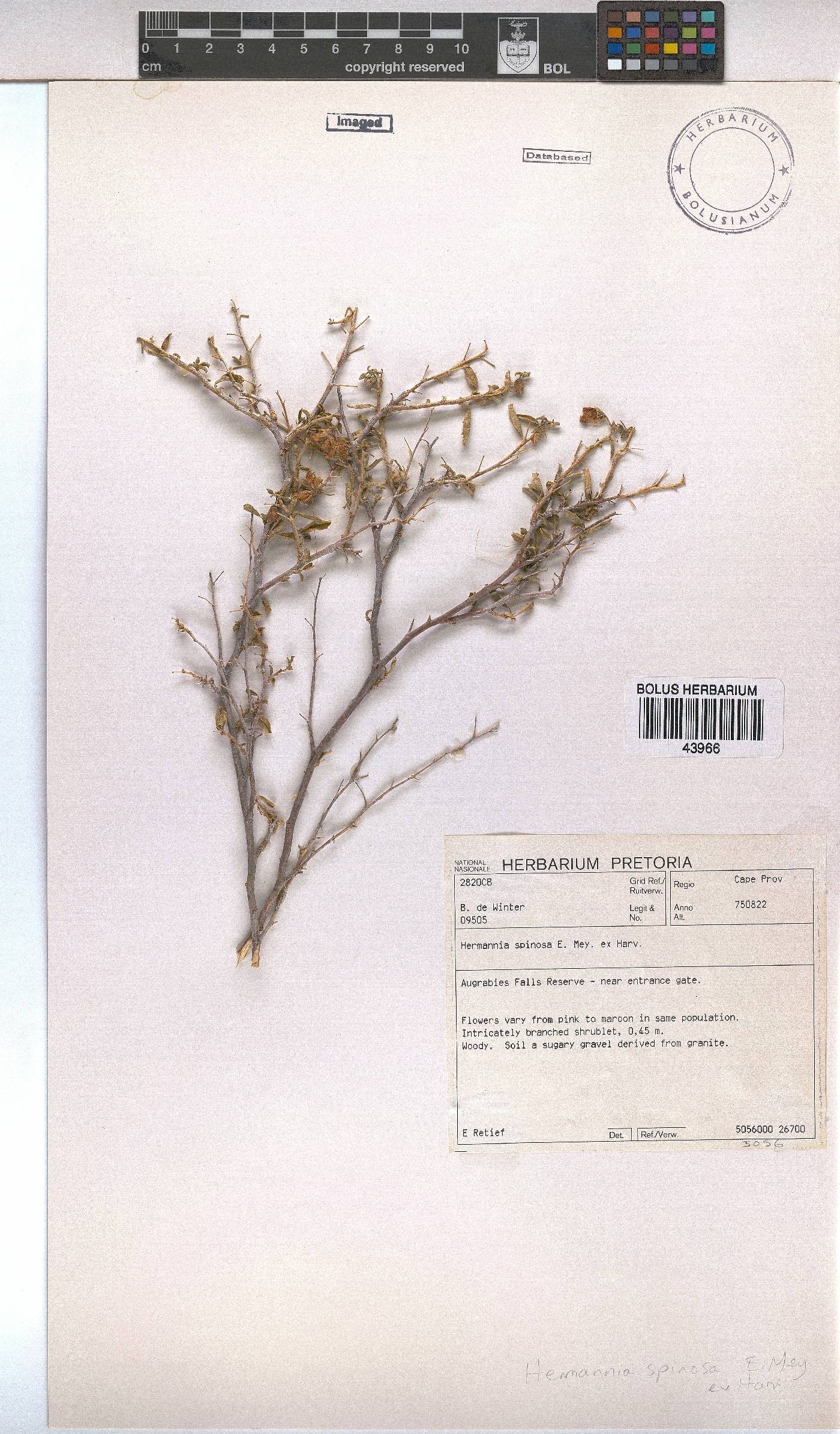 Hermannia spinosa image