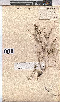 Hermannia spinosa image