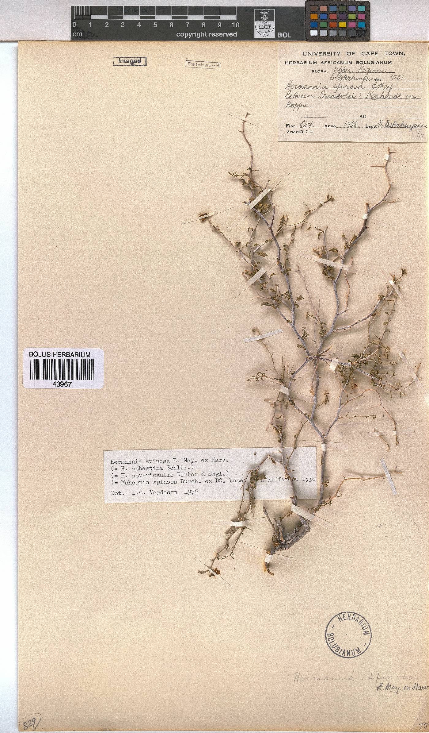 Hermannia spinosa image