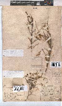 Hermannia spinosa image