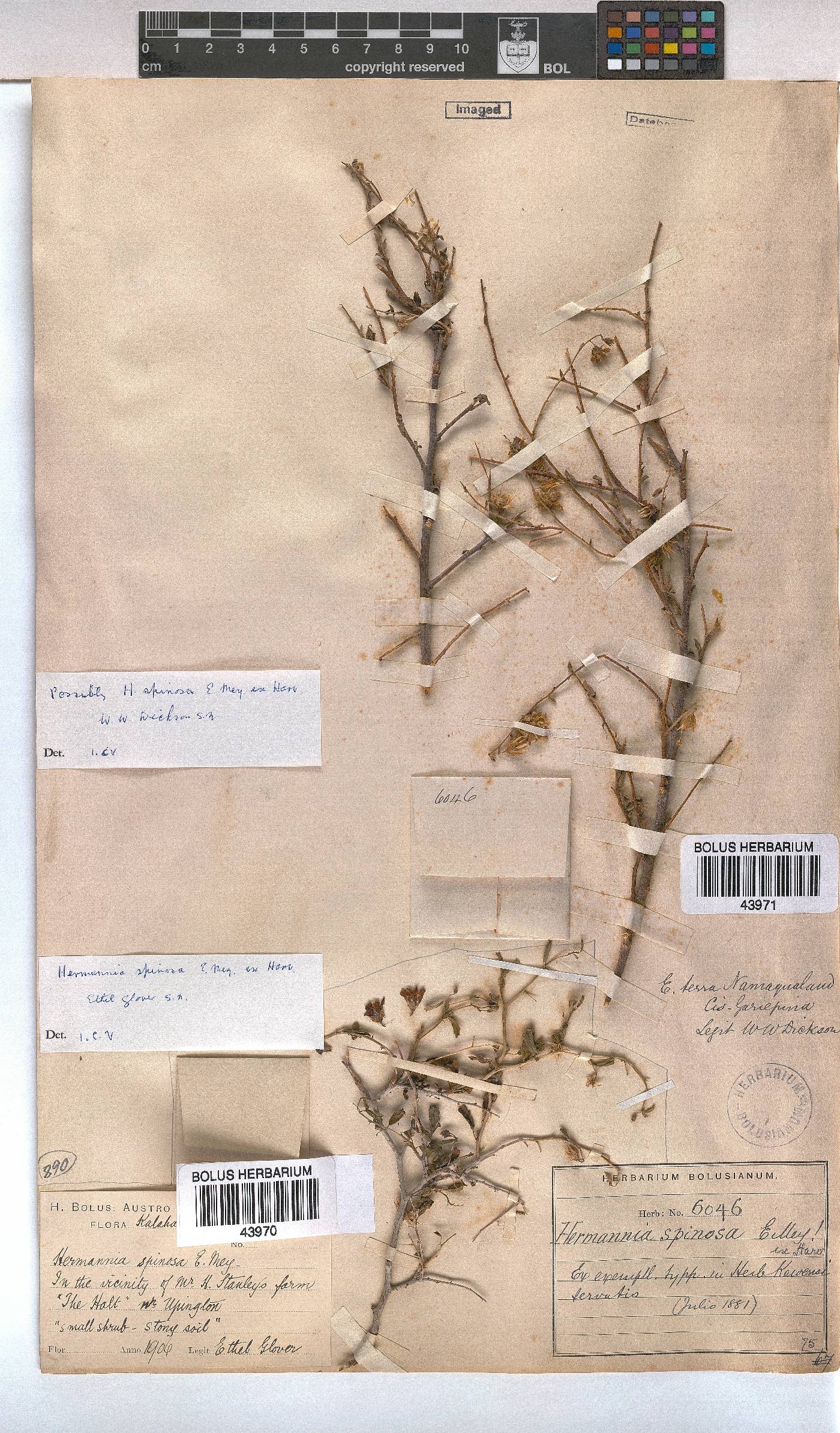 Hermannia spinosa image