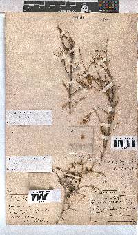 Hermannia spinosa image