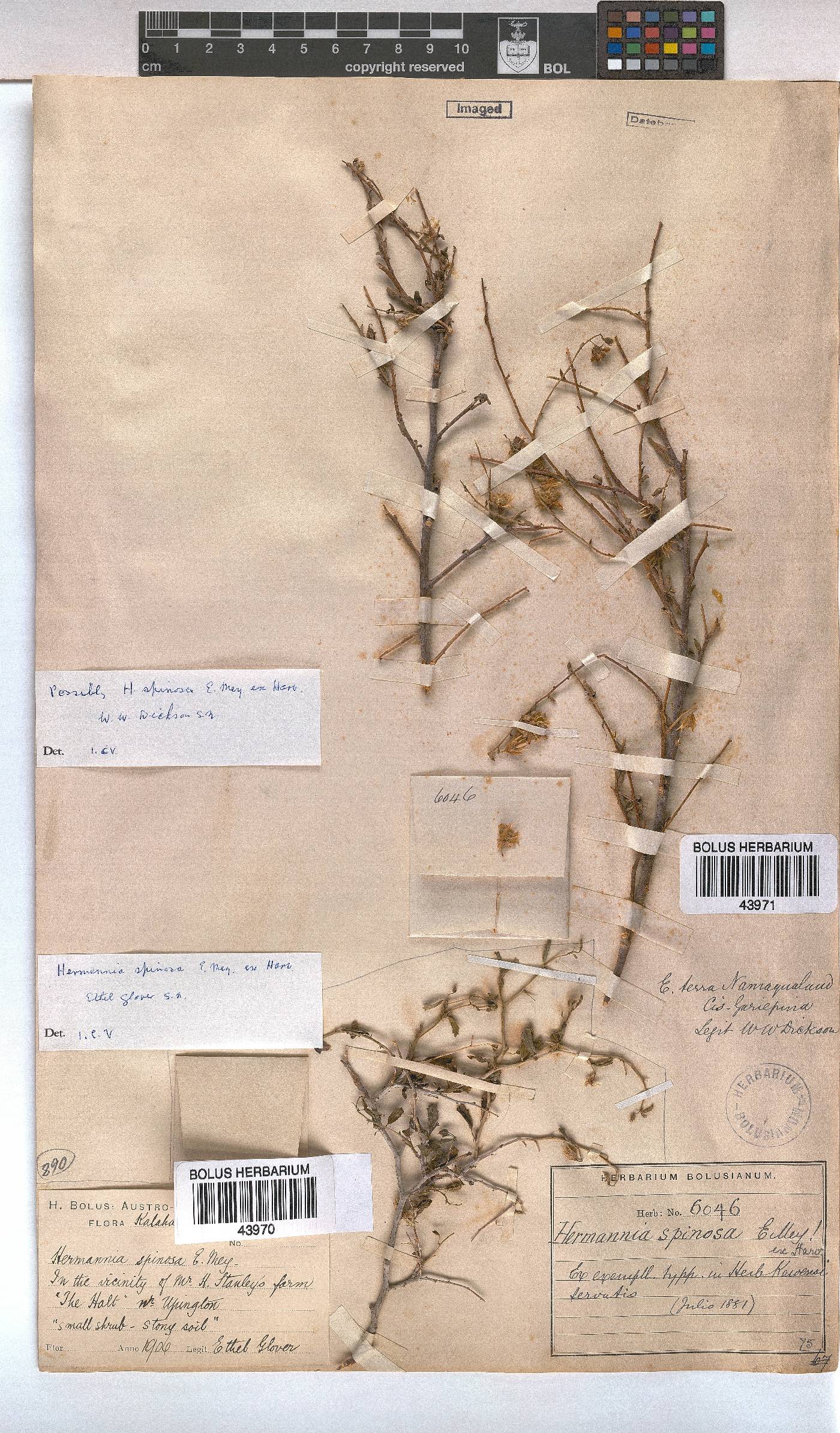 Hermannia spinosa image