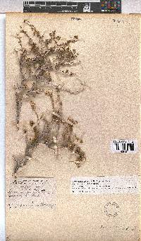 Hermannia spinosa image