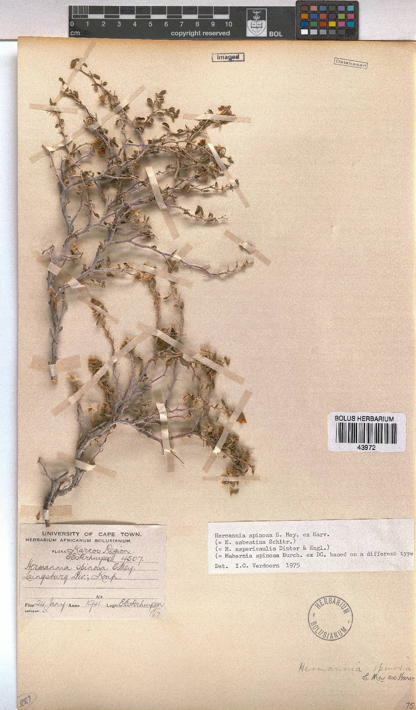 Hermannia spinosa image