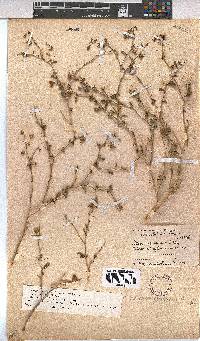 Hermannia spinosa image