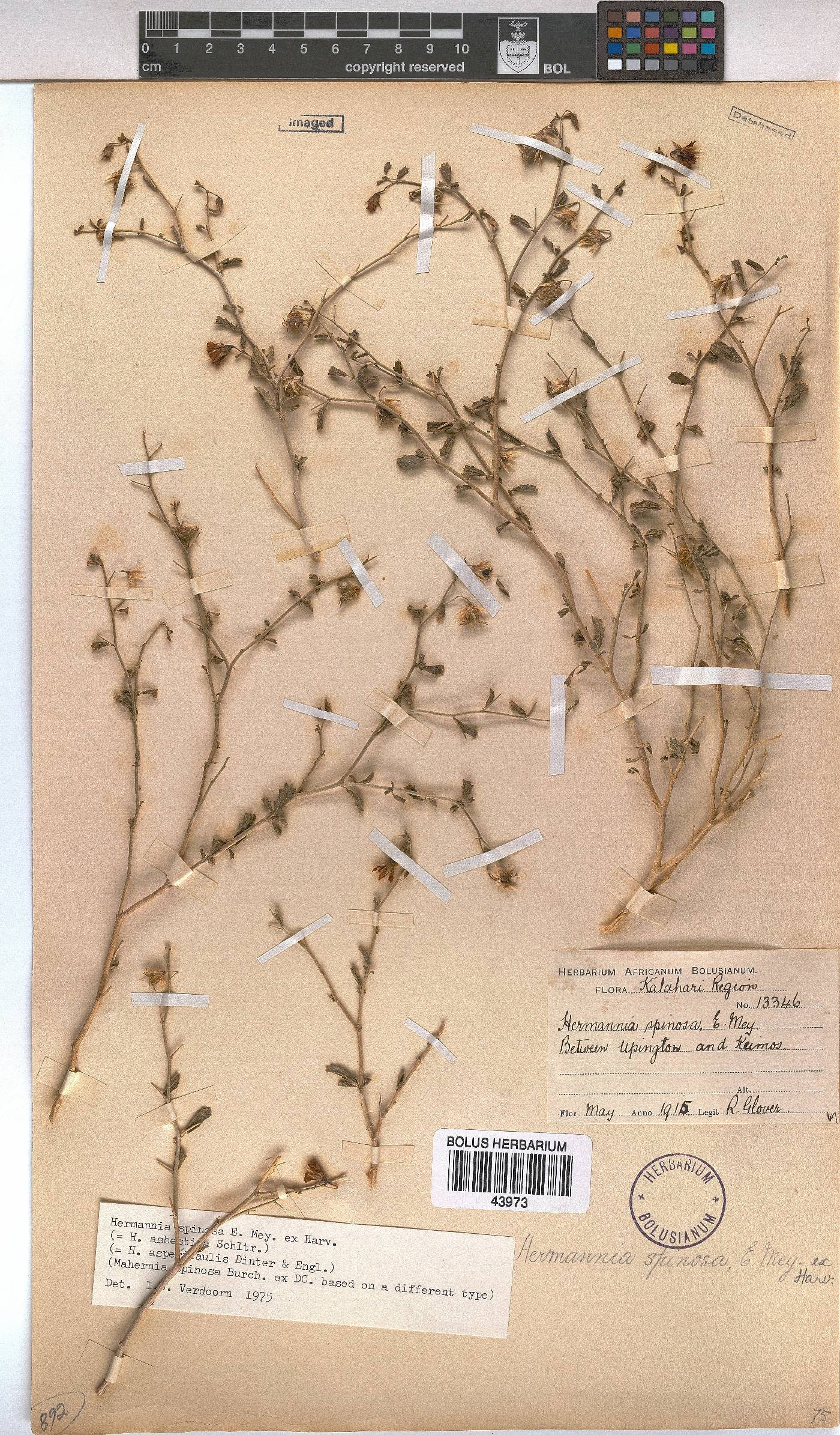 Hermannia spinosa image