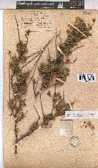 Hermannia fruticulosa image