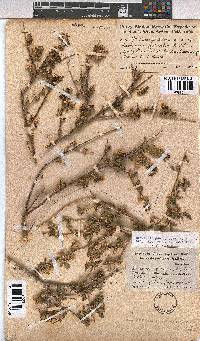 Hermannia fruticulosa image