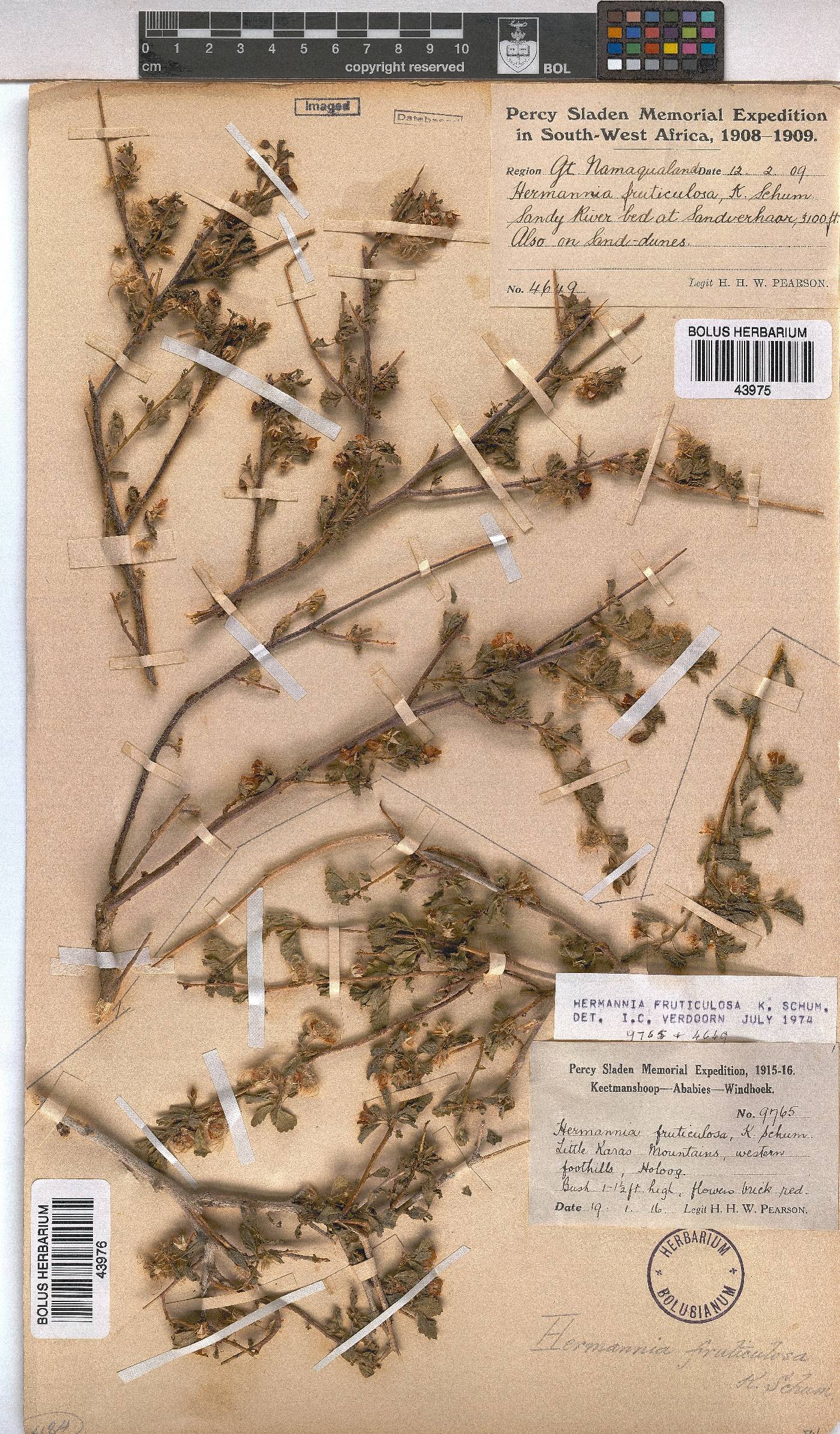 Hermannia fruticulosa image