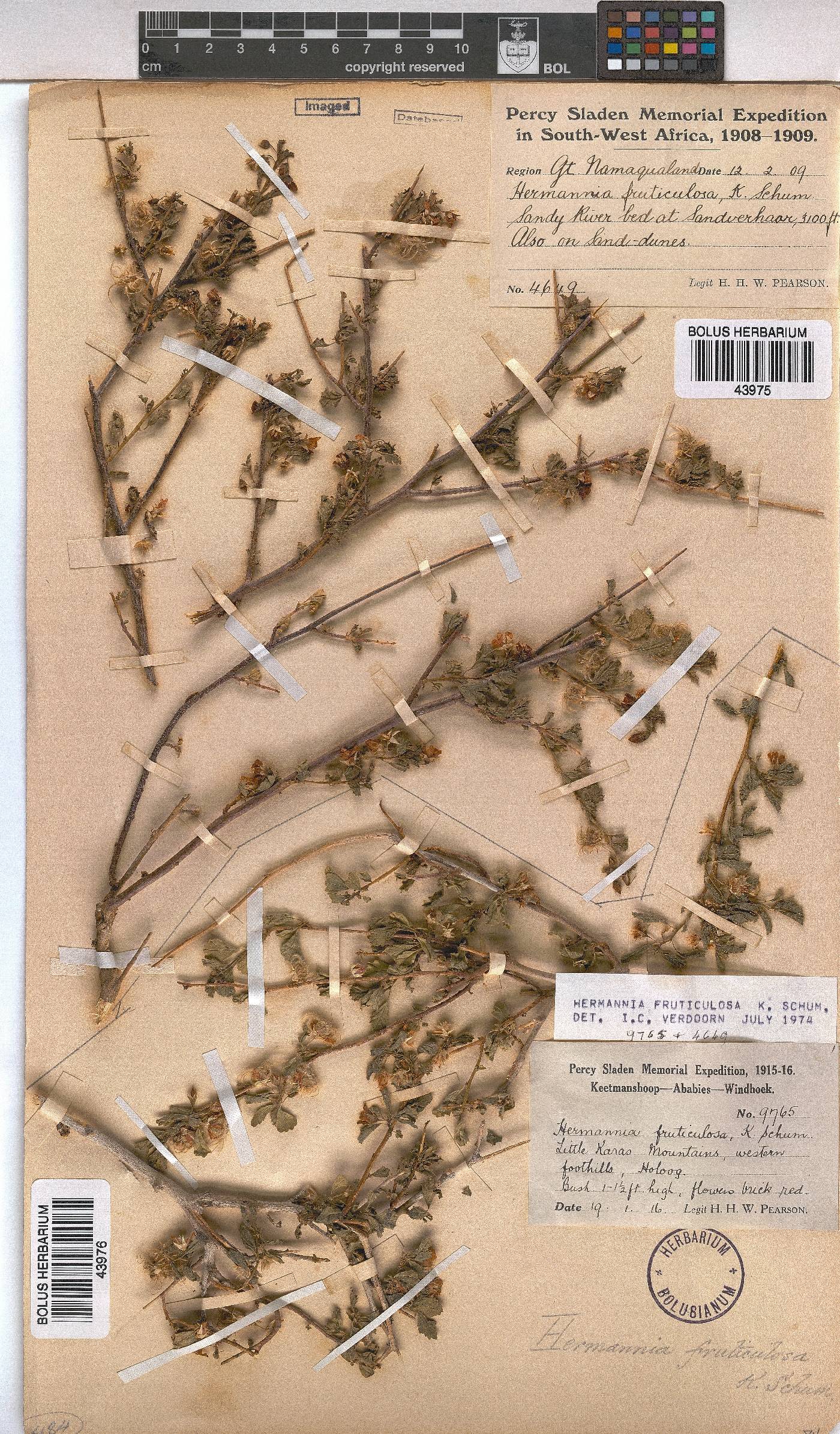 Hermannia fruticulosa image