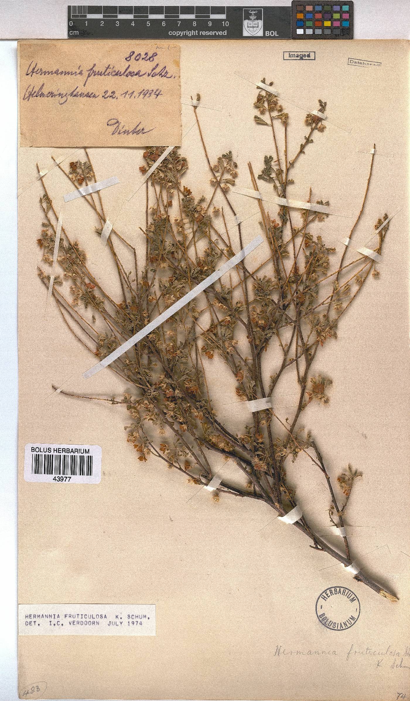 Hermannia fruticulosa image