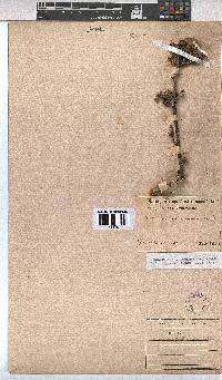 Hermannia fruticulosa image