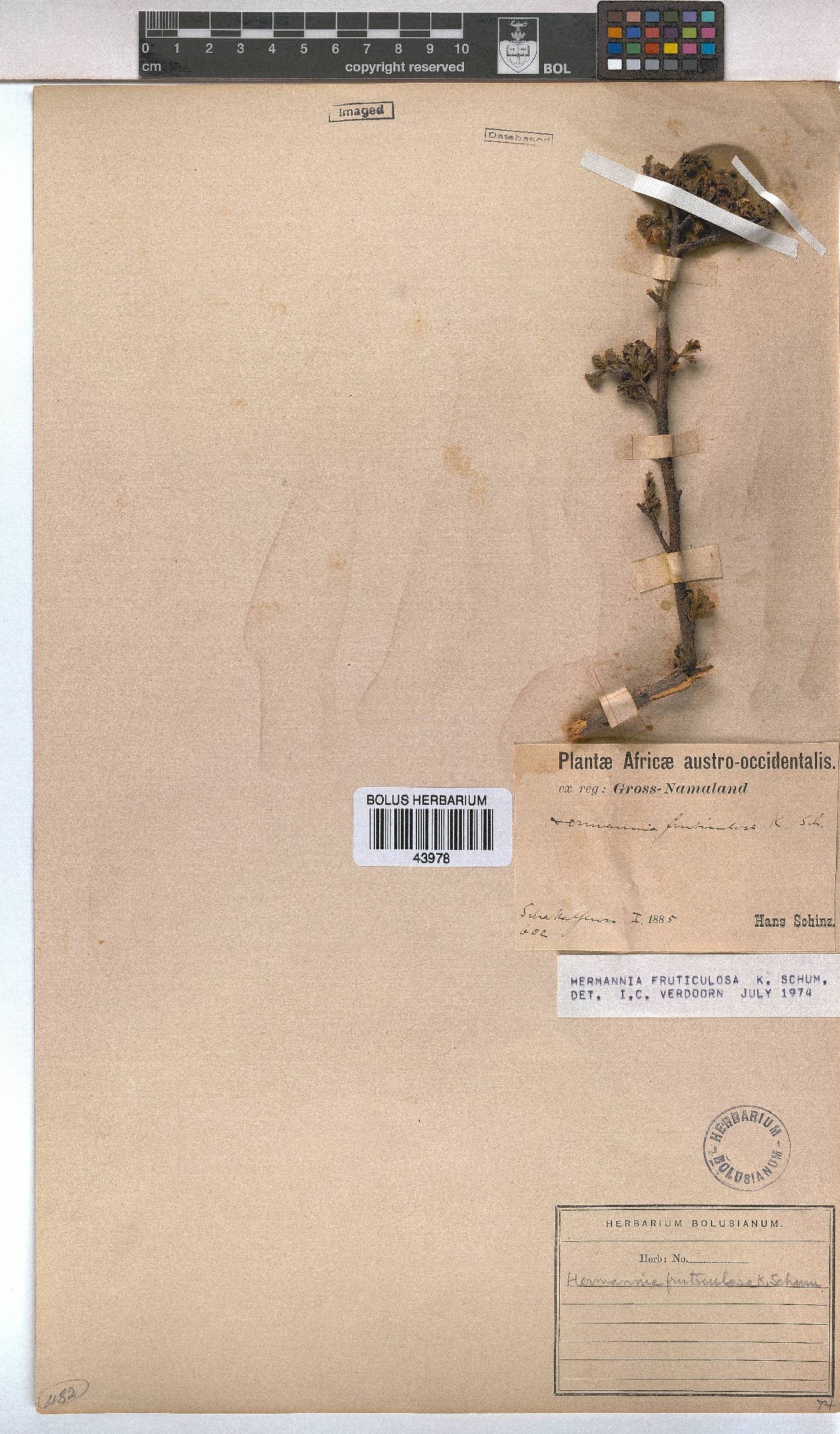 Hermannia fruticulosa image