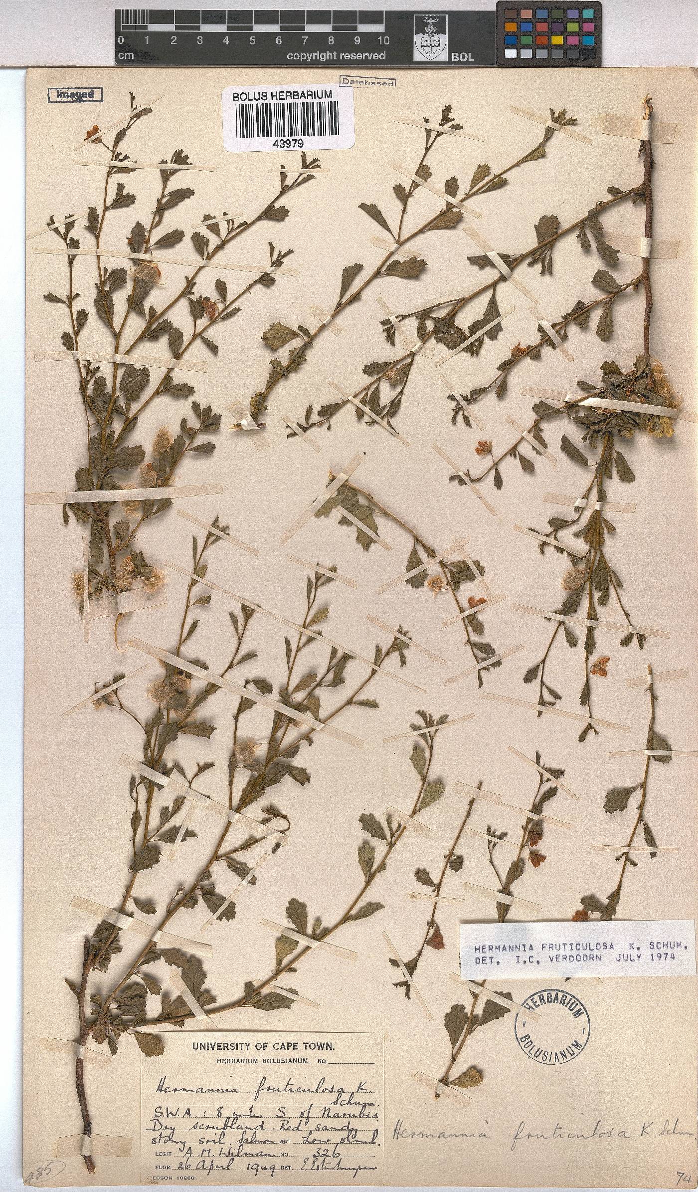 Hermannia fruticulosa image
