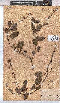Image of Hermannia prismatocarpa