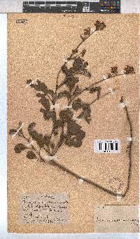 Hermannia prismatocarpa image