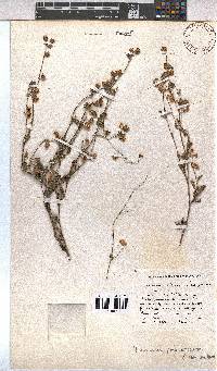 Hermannia prismatocarpa image