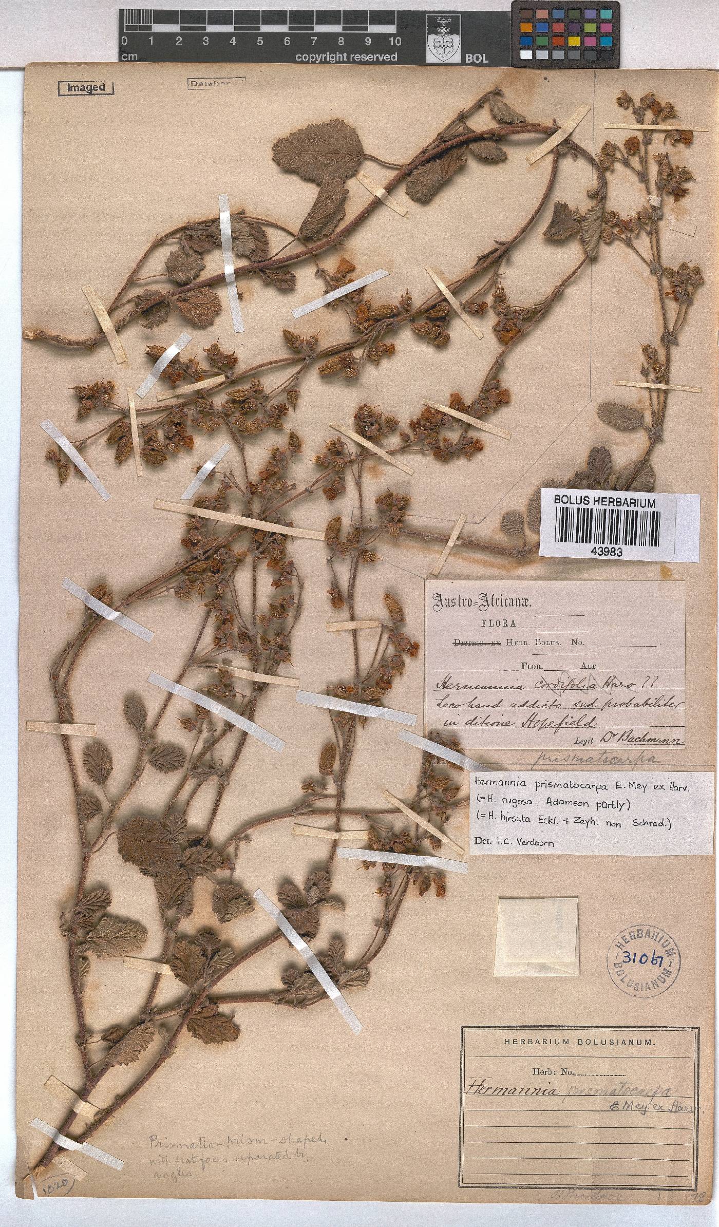 Hermannia prismatocarpa image