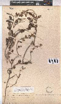 Hermannia prismatocarpa image