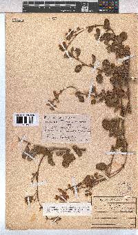 Hermannia prismatocarpa image