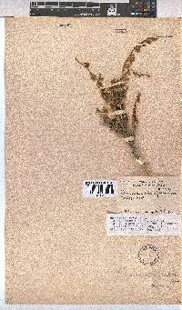 Hermannia trifurca image