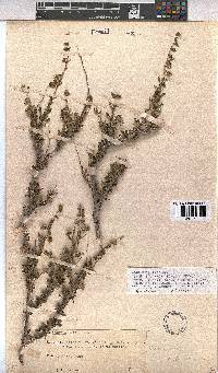 Hermannia trifurca image