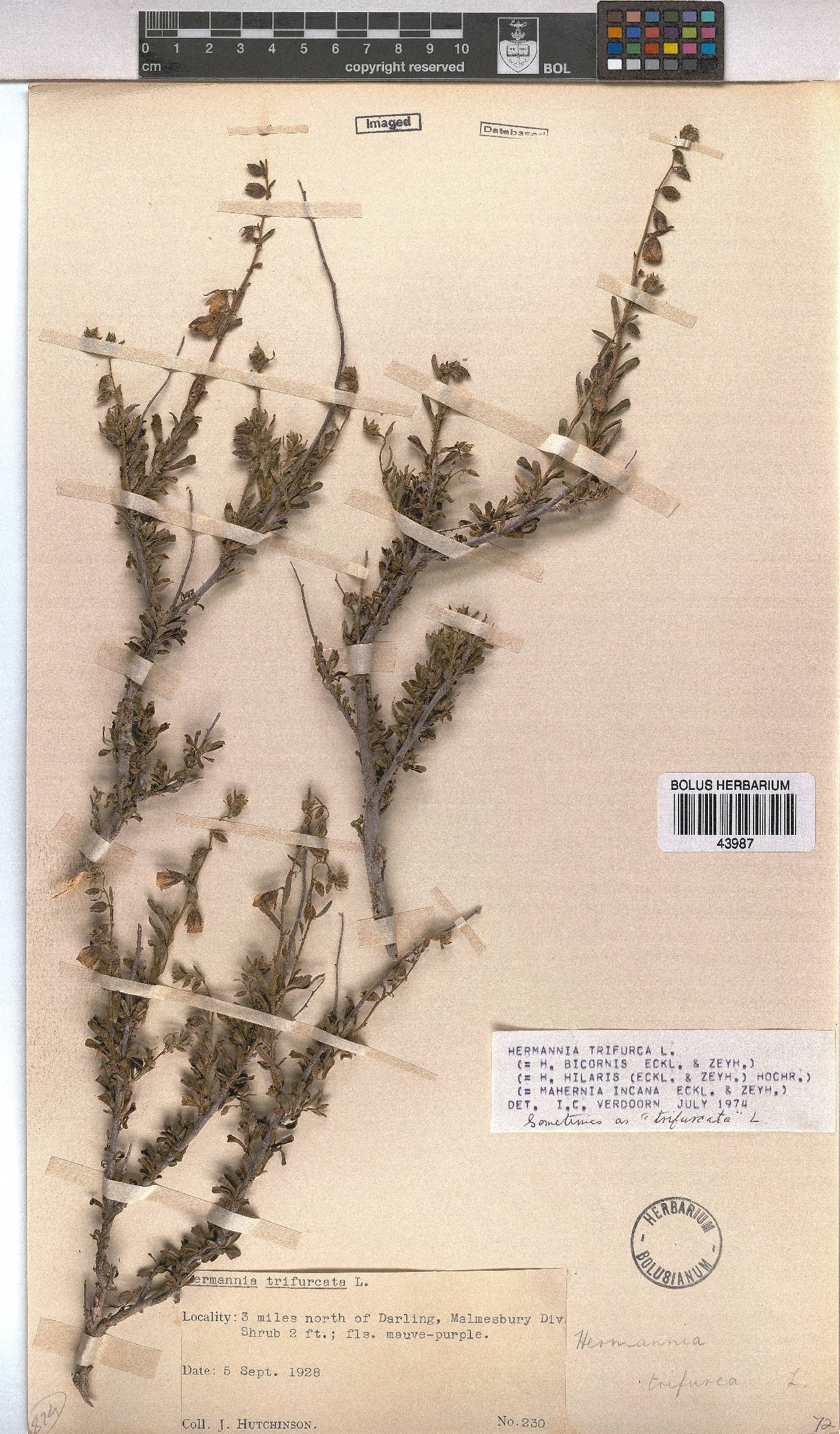 Hermannia trifurca image