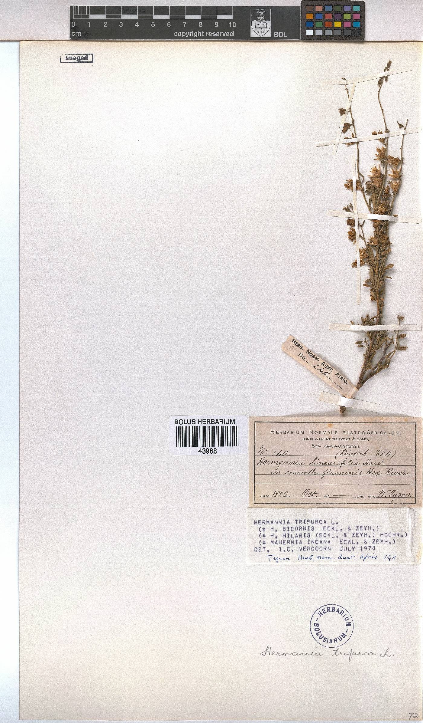 Hermannia trifurca image