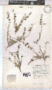 Hermannia trifurca image