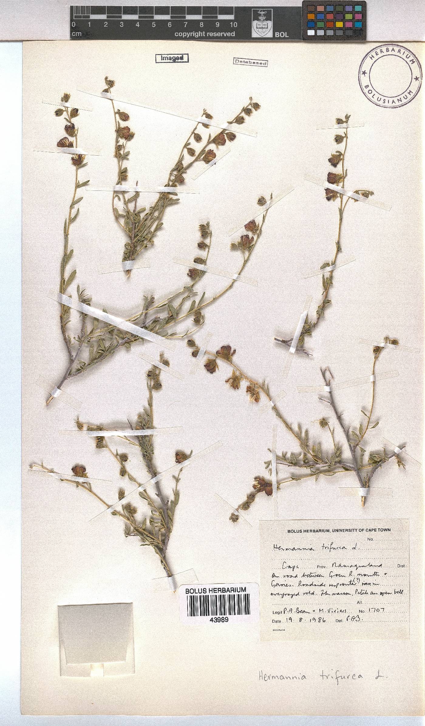 Hermannia trifurca image